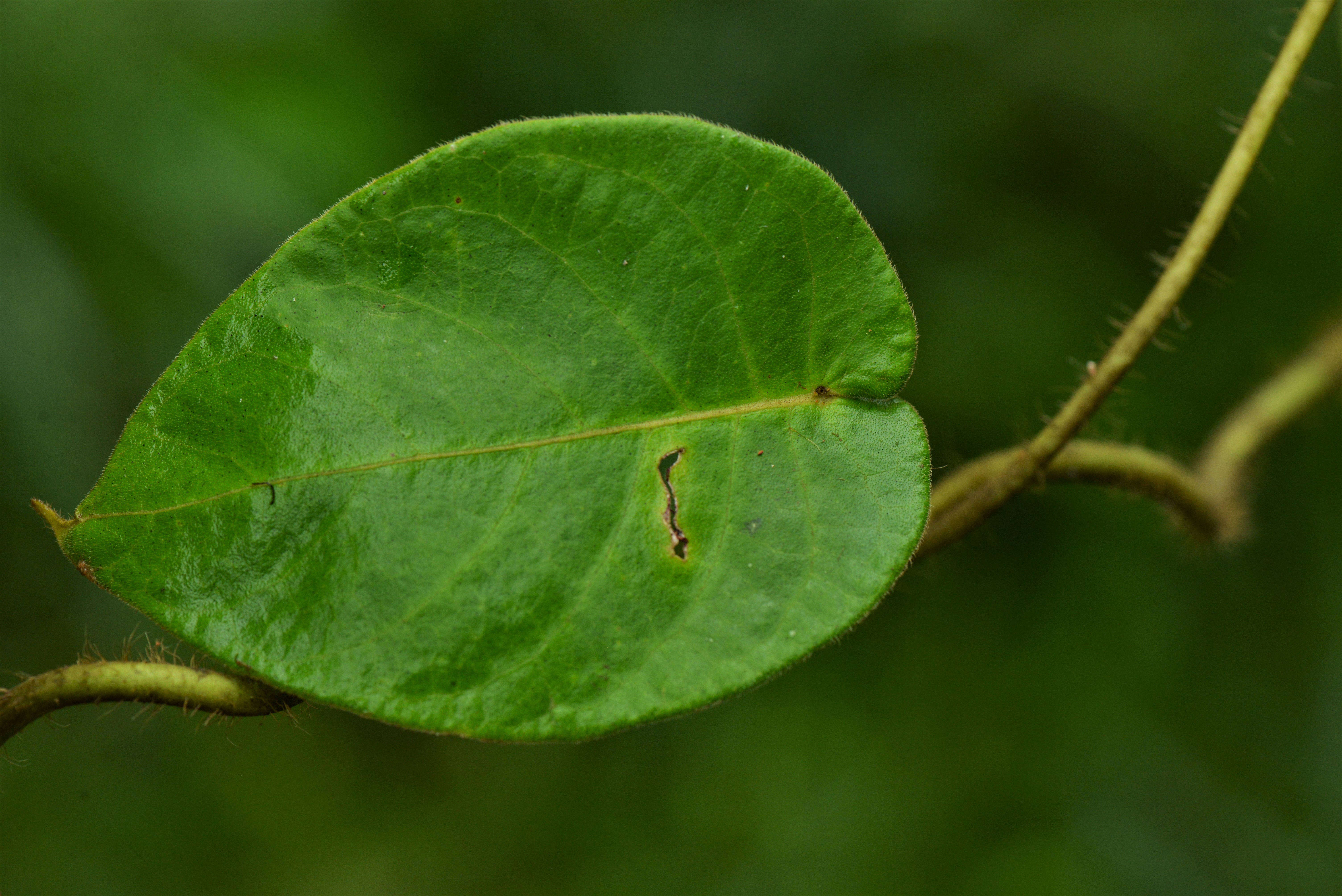 Image of Apocynaceae