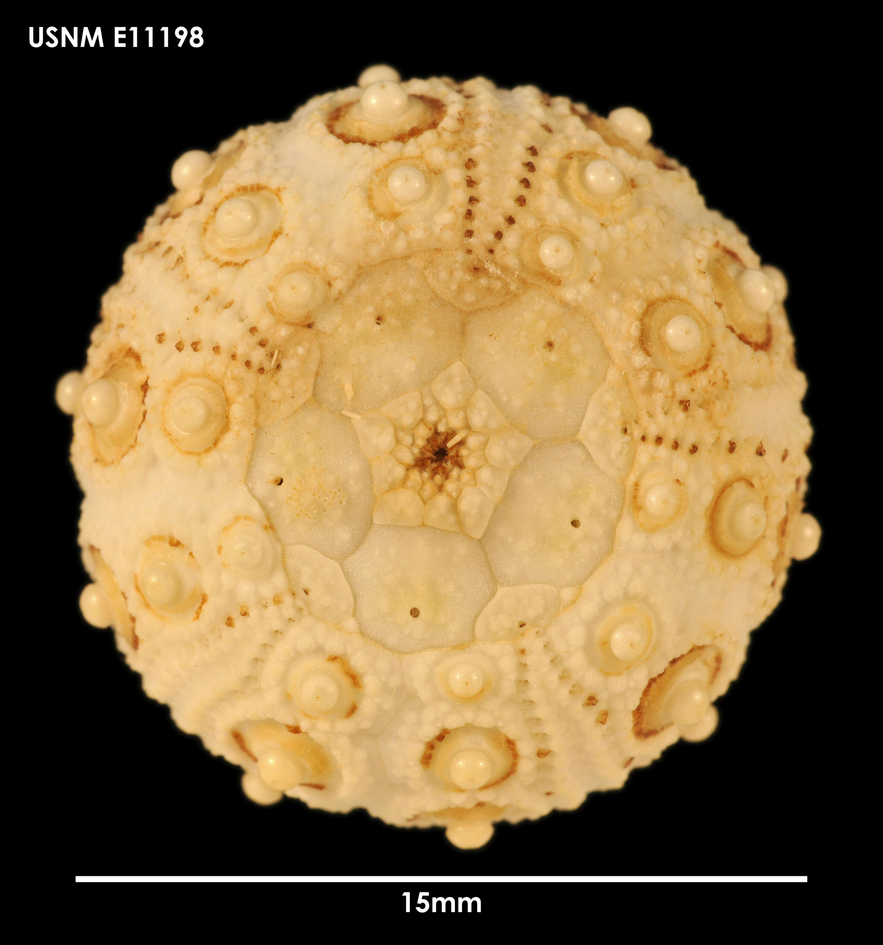 Слика од Goniocidaris subgen. Aspidocidaris Mortensen 1928