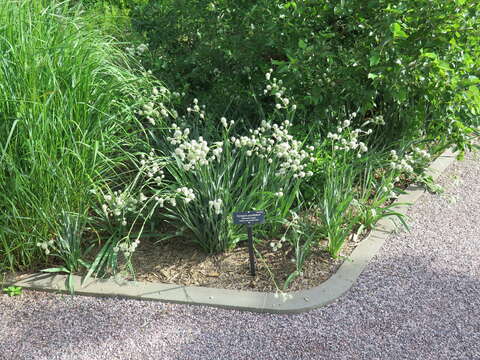 Eryngium yuccifolium Michx. resmi