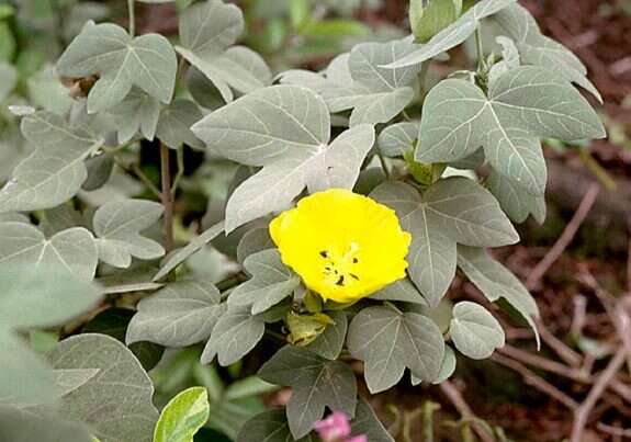 Image of Hawai'ian cotton