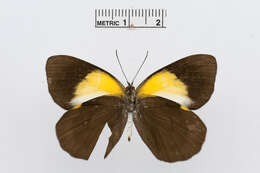 Image of Belenois margaritacea Sharpe 1891