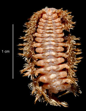 Image of Barrukia cristata (Willey 1902)