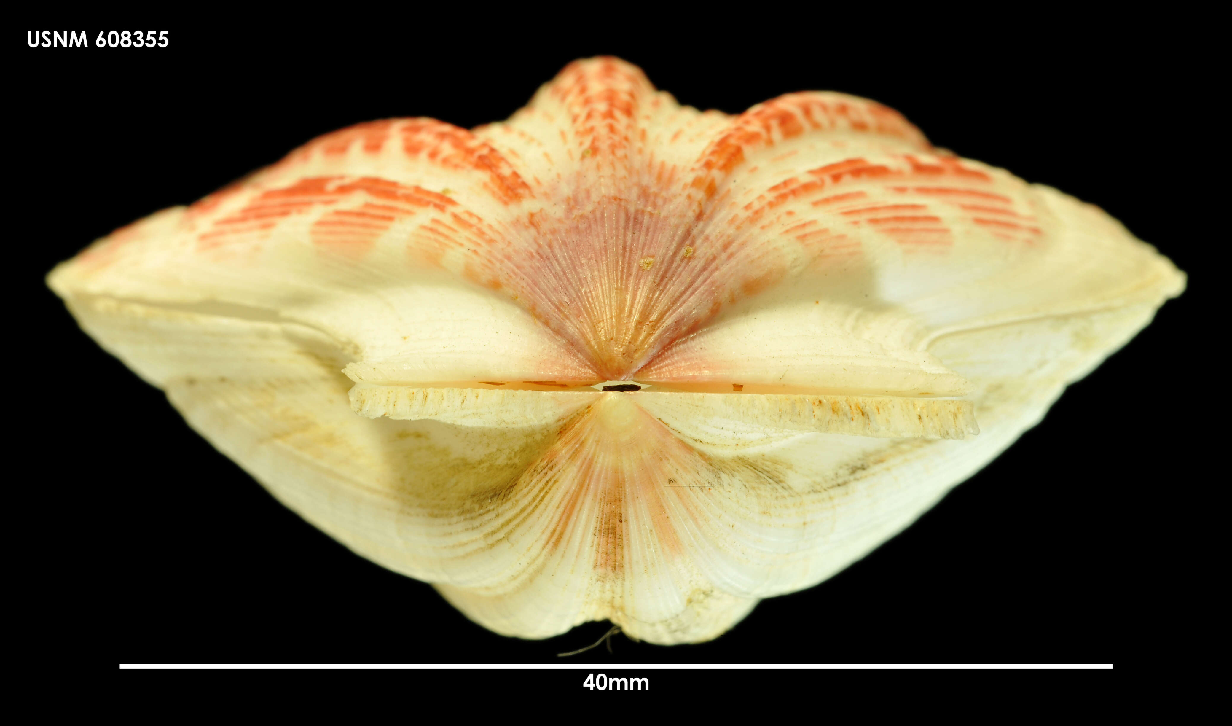 Image of Mesopeplum fenestratum (Hedley 1901)