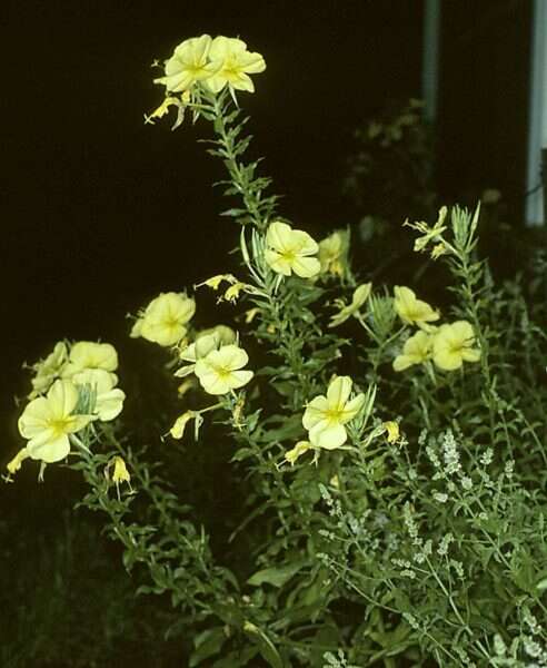 Image of redsepal evening primrose