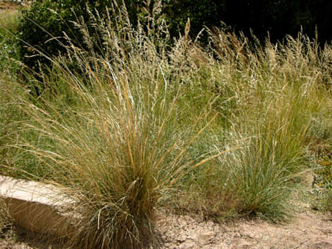 Plancia ëd Stipa splendens Trin.