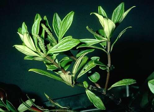 Image of Single-Nerve Peperomia