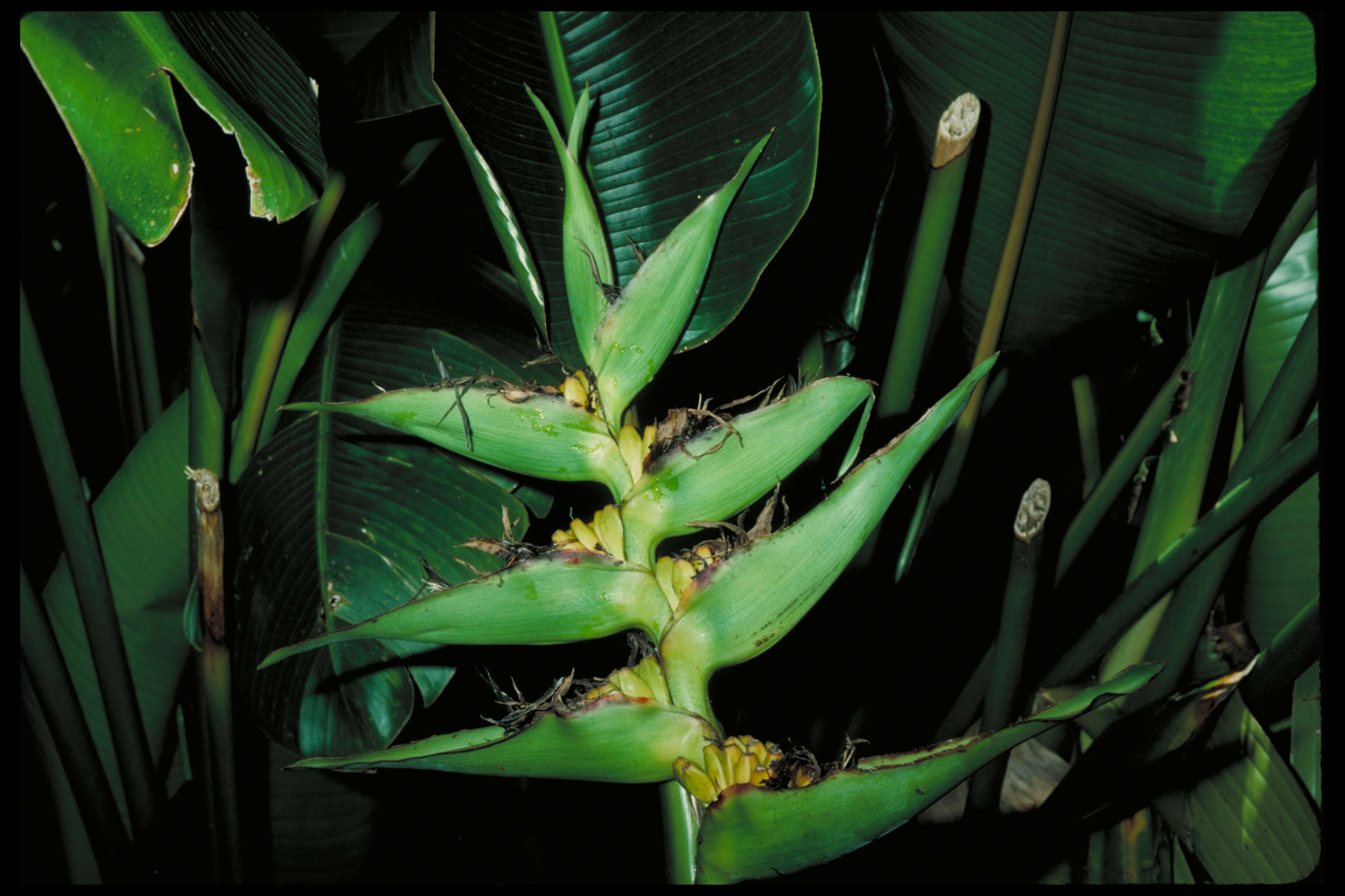 Image of Heliconia indica var. austrocaledonica (Vieill.) W. J. Kress