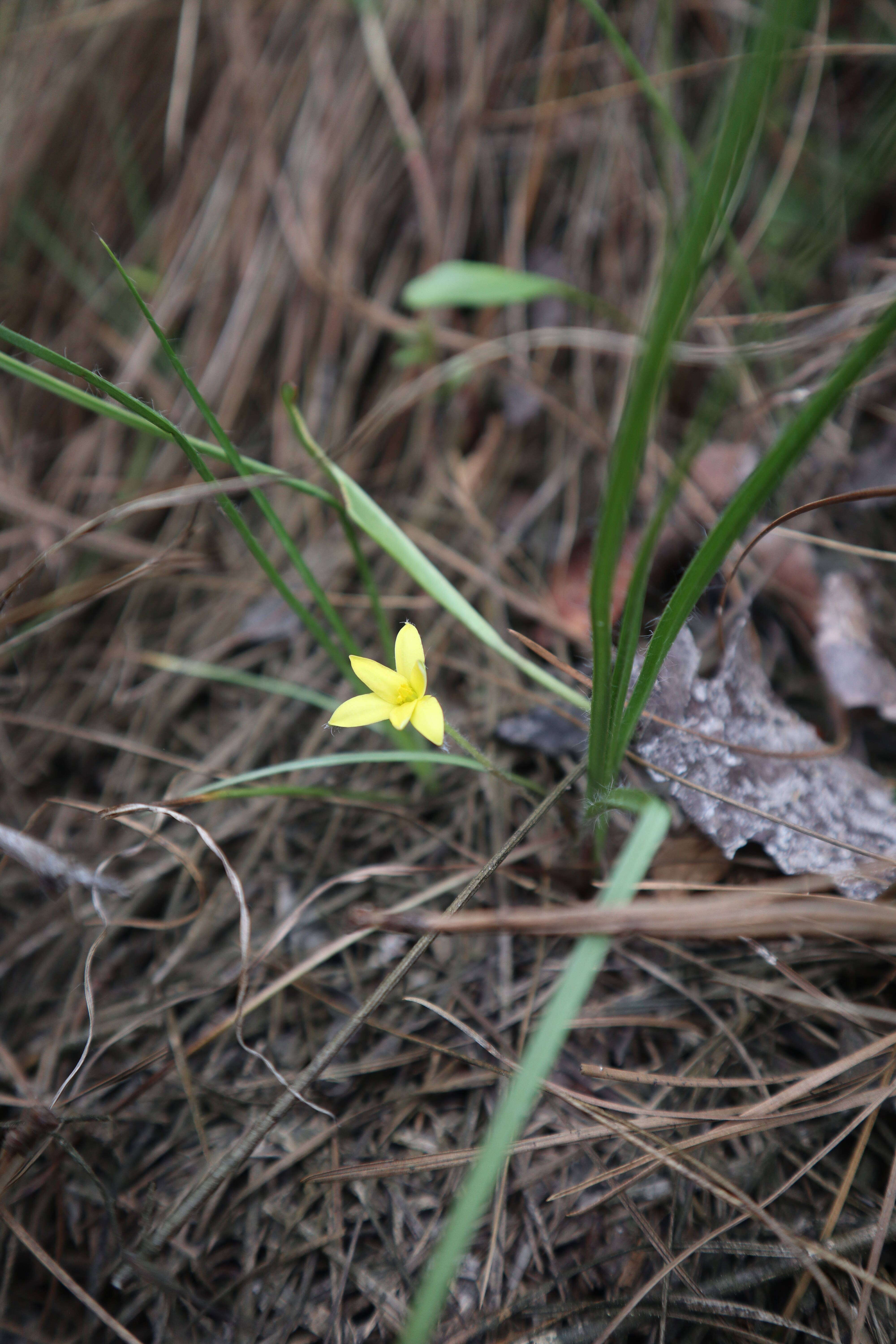 Image of Bristle-Seed Yellow Star-Grass
