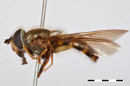 Image of Dasysyrphus Enderlein 1938