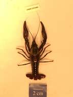 Image de Procambarus zonangulus Hobbs, Jr. & Hobbs Iii 1990