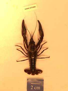 Image de Procambarus zonangulus Hobbs, Jr. & Hobbs Iii 1990