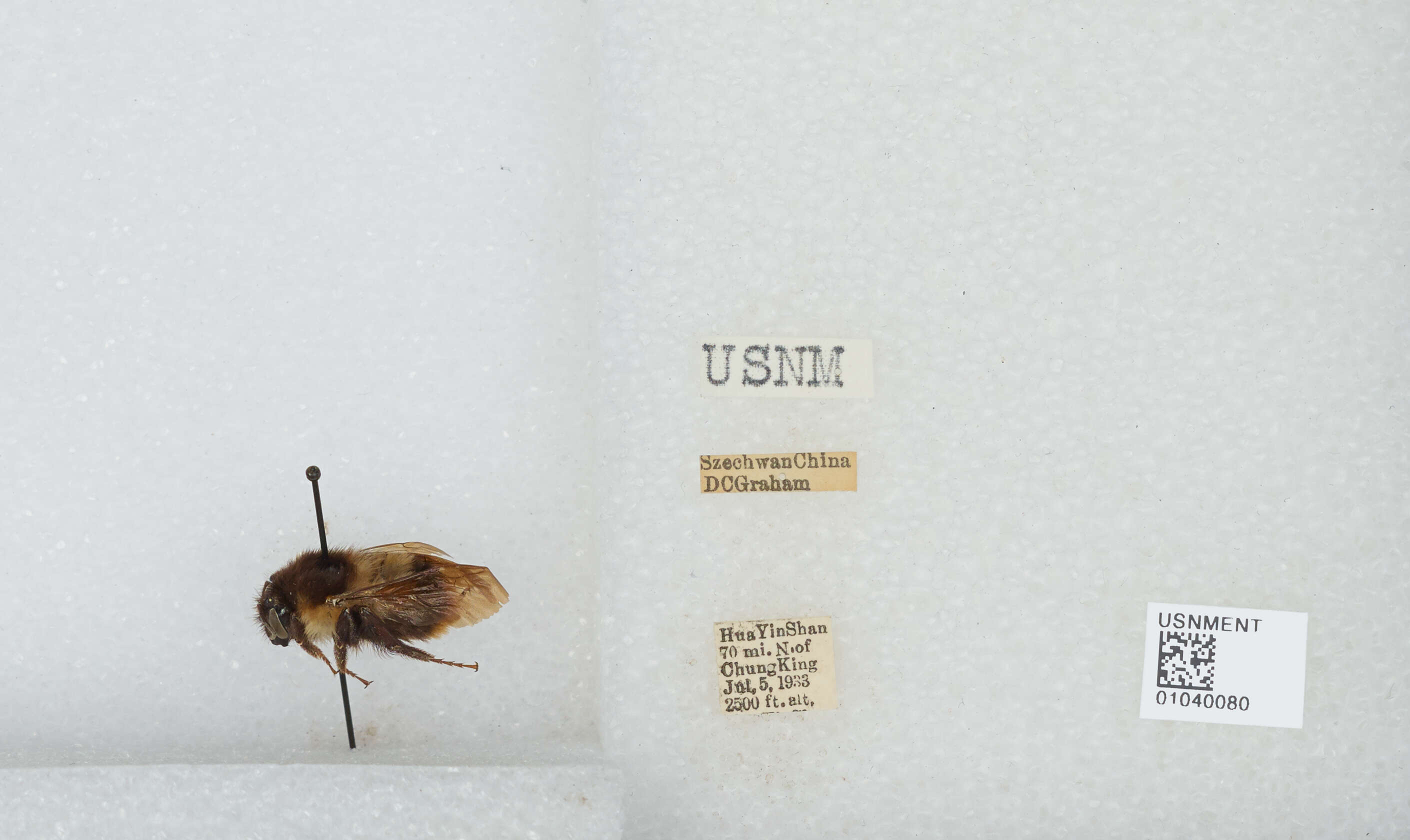 Image of Bombus trifasciatus Smith 1852