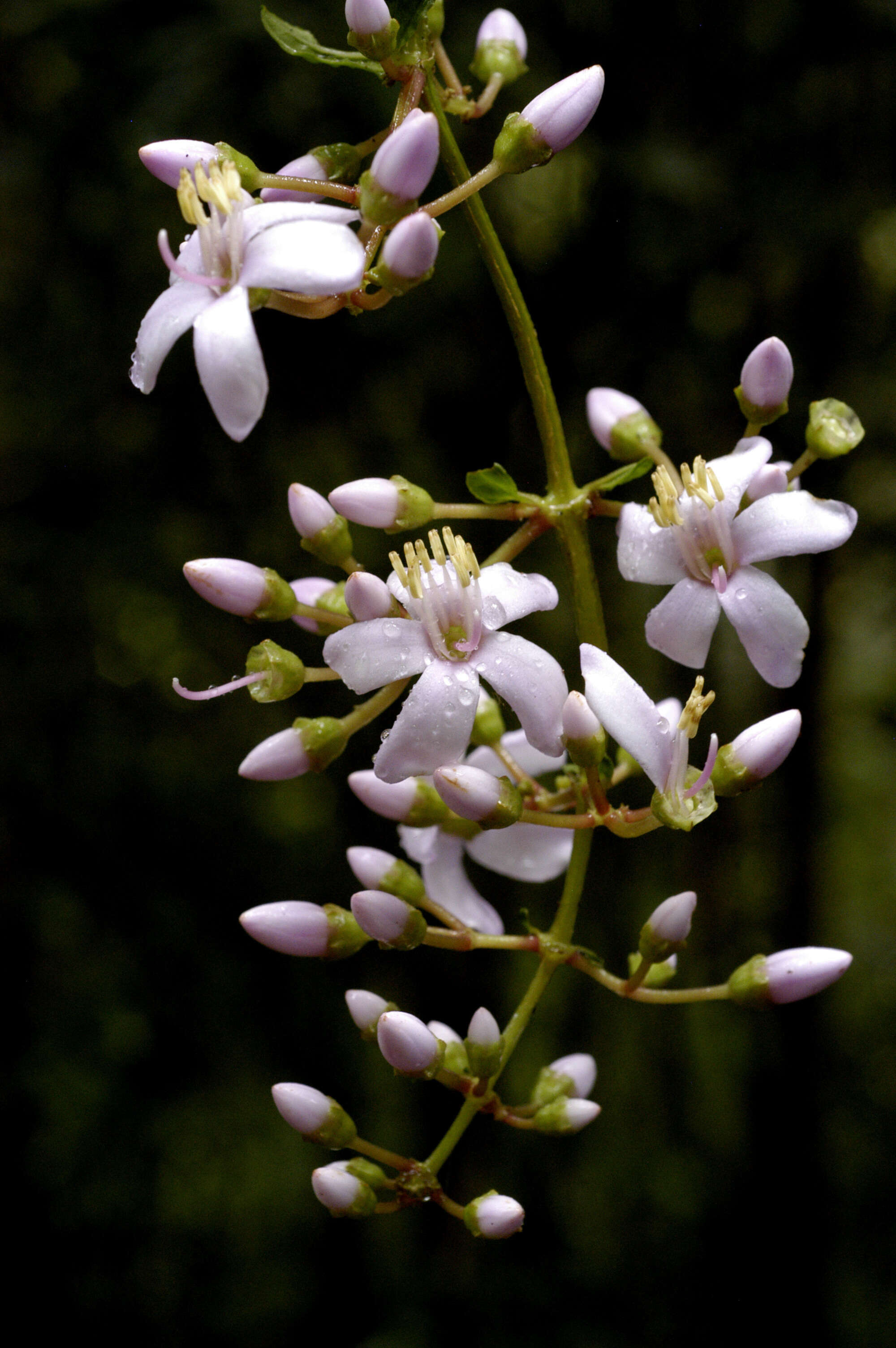 Image of Gravesia Naudin