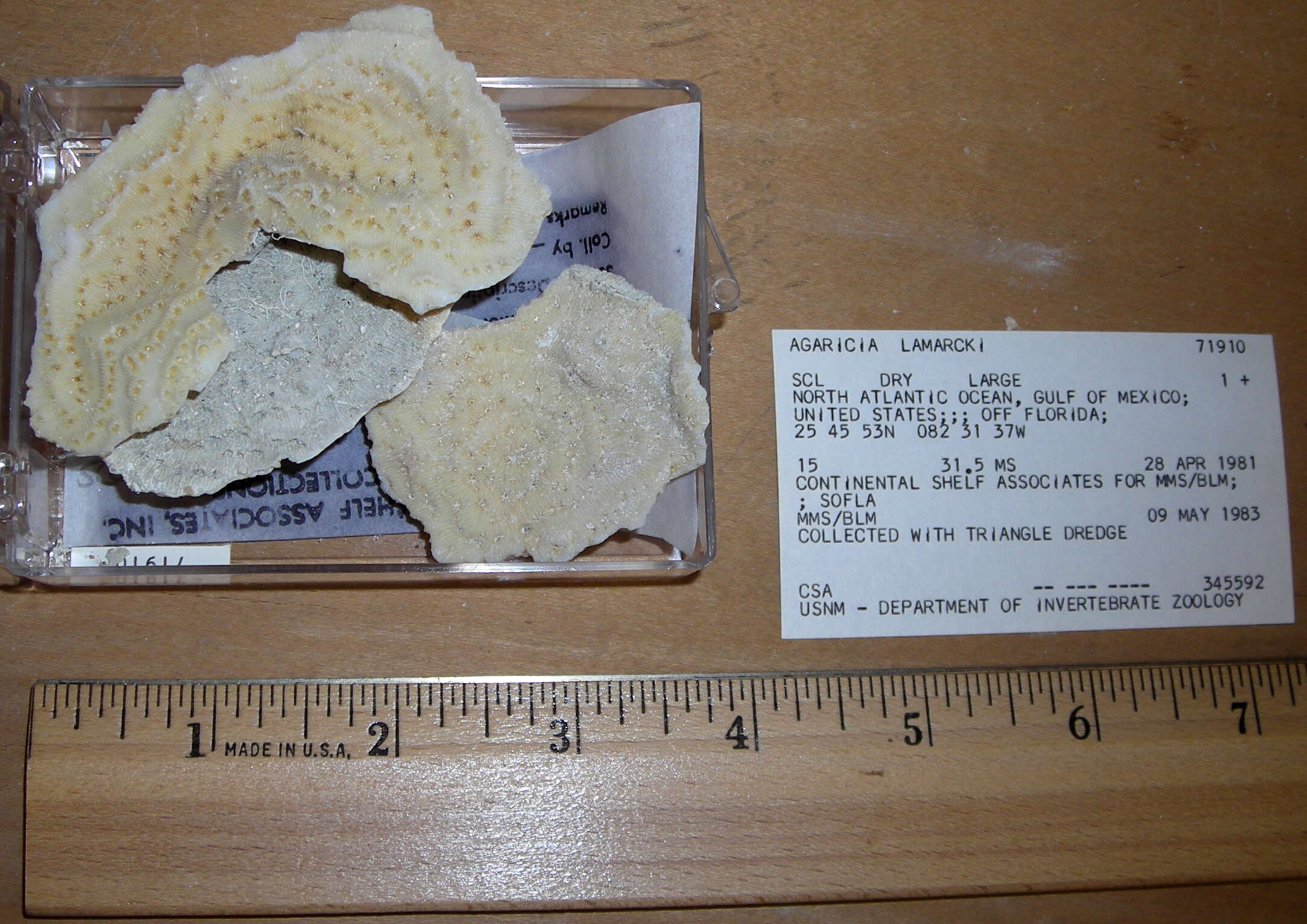 Image of Lamarck´s sheet coral