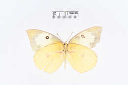 Image of Colias cesonia (Stoll 1790)
