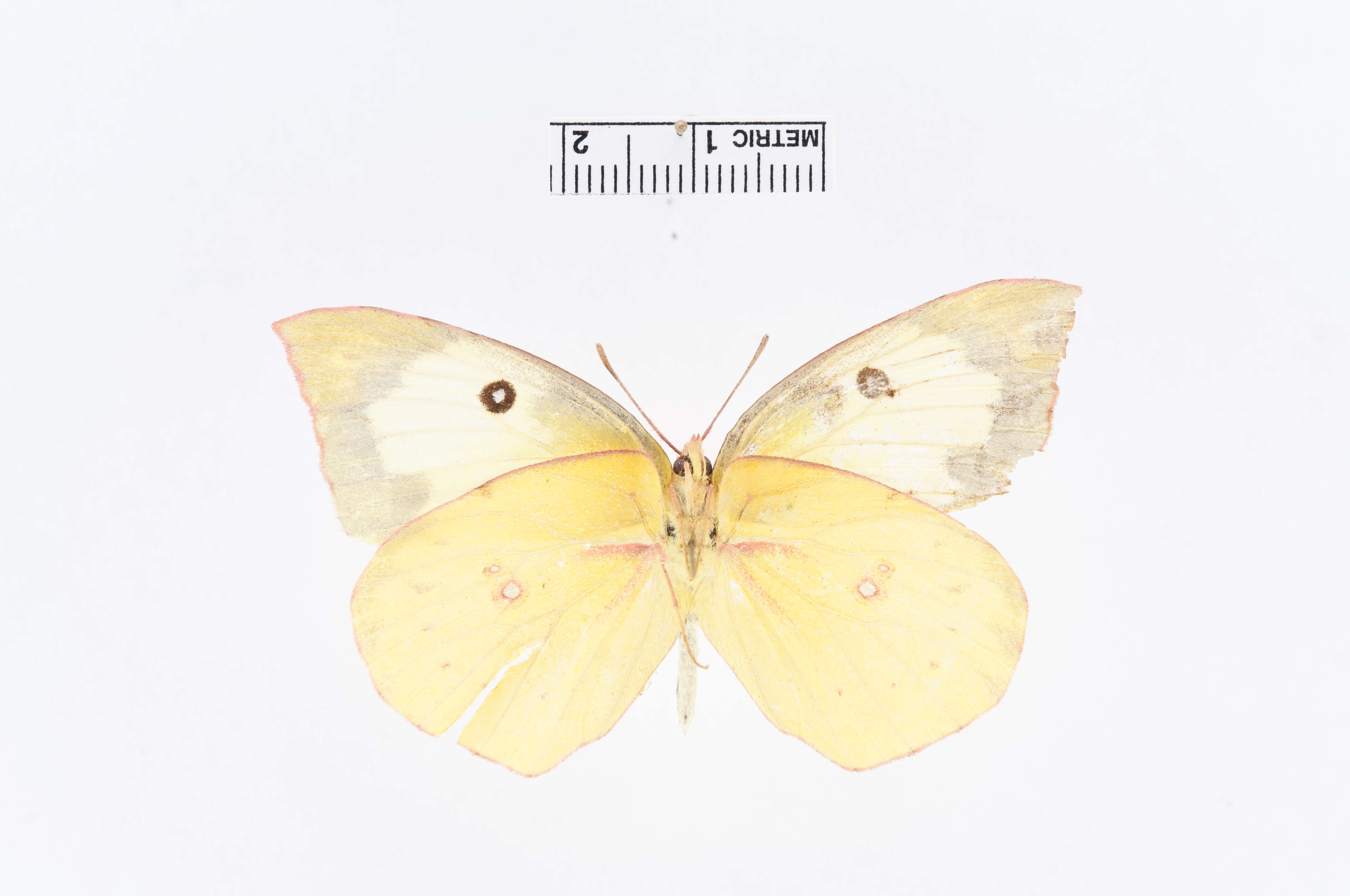 Image of Colias cesonia (Stoll 1790)