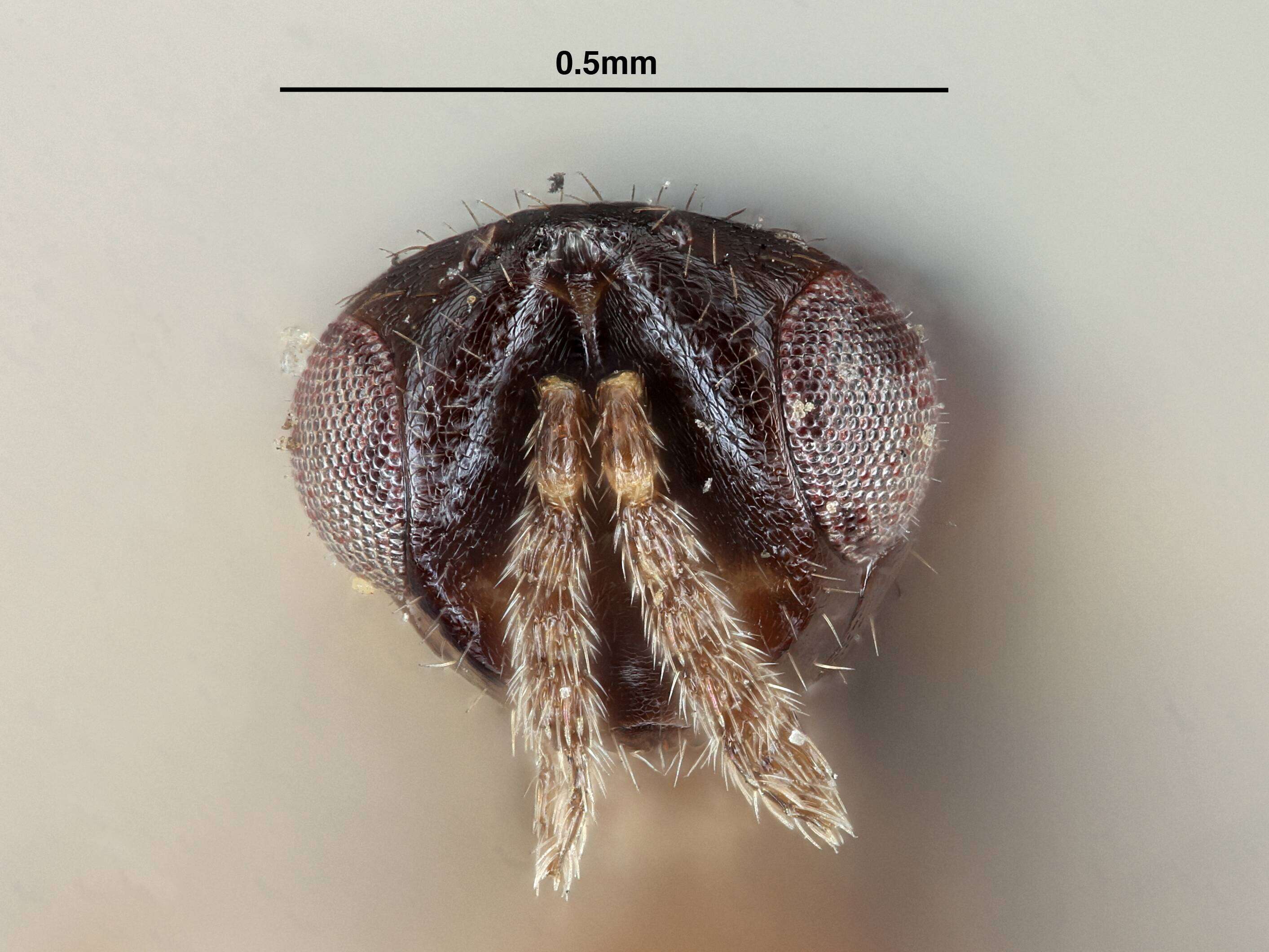 Image of Cirrospilus Westwood 1832