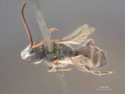 Image of Halictus