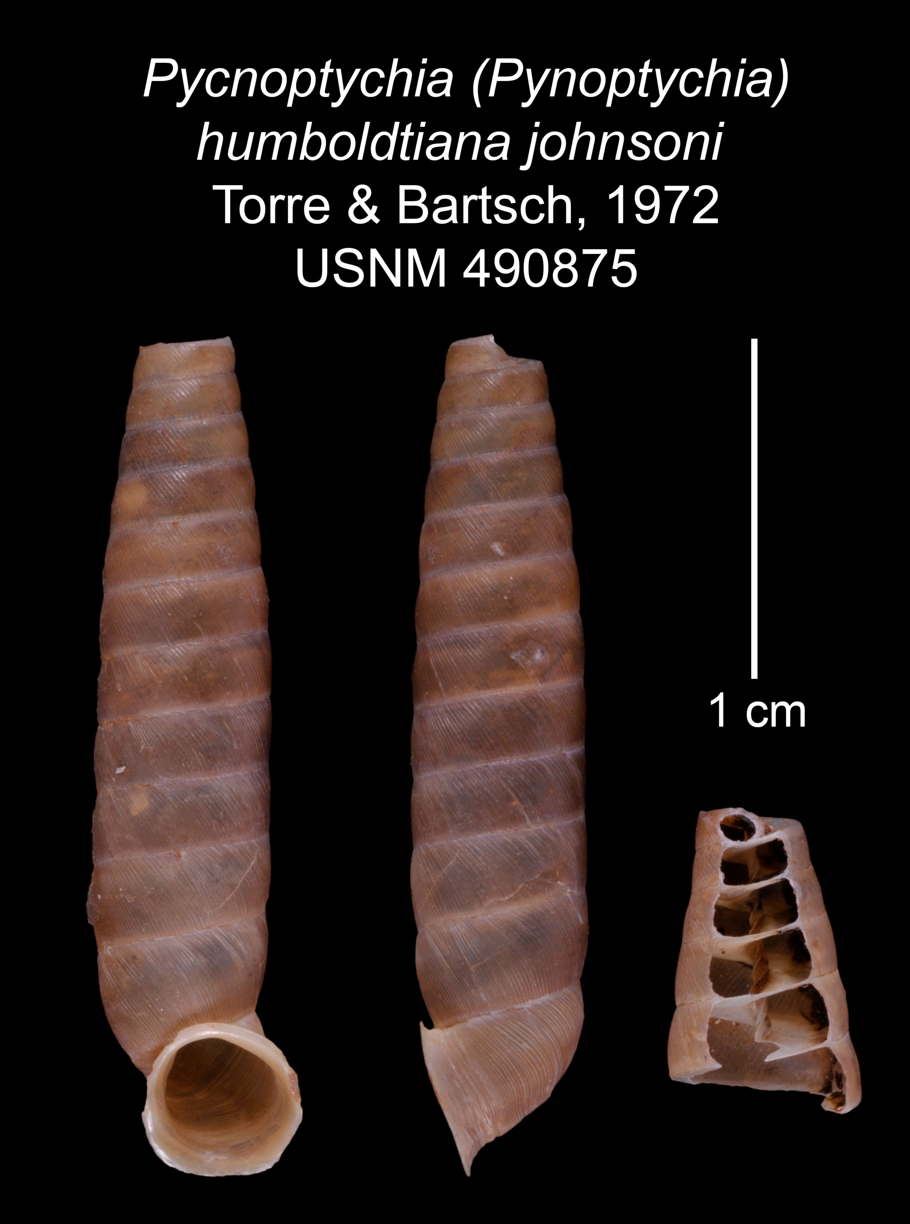 Imagem de <i>Pycnoptychia humboldtiana johnsoni</i> Torre & Bartsch