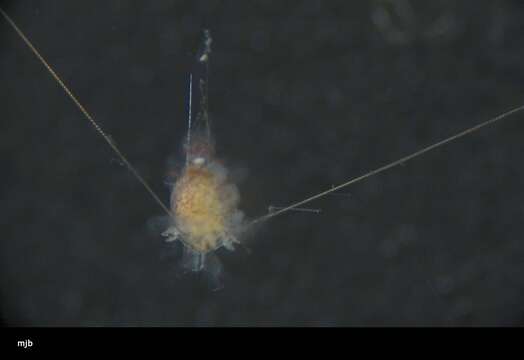 Image of slate pencil urchin