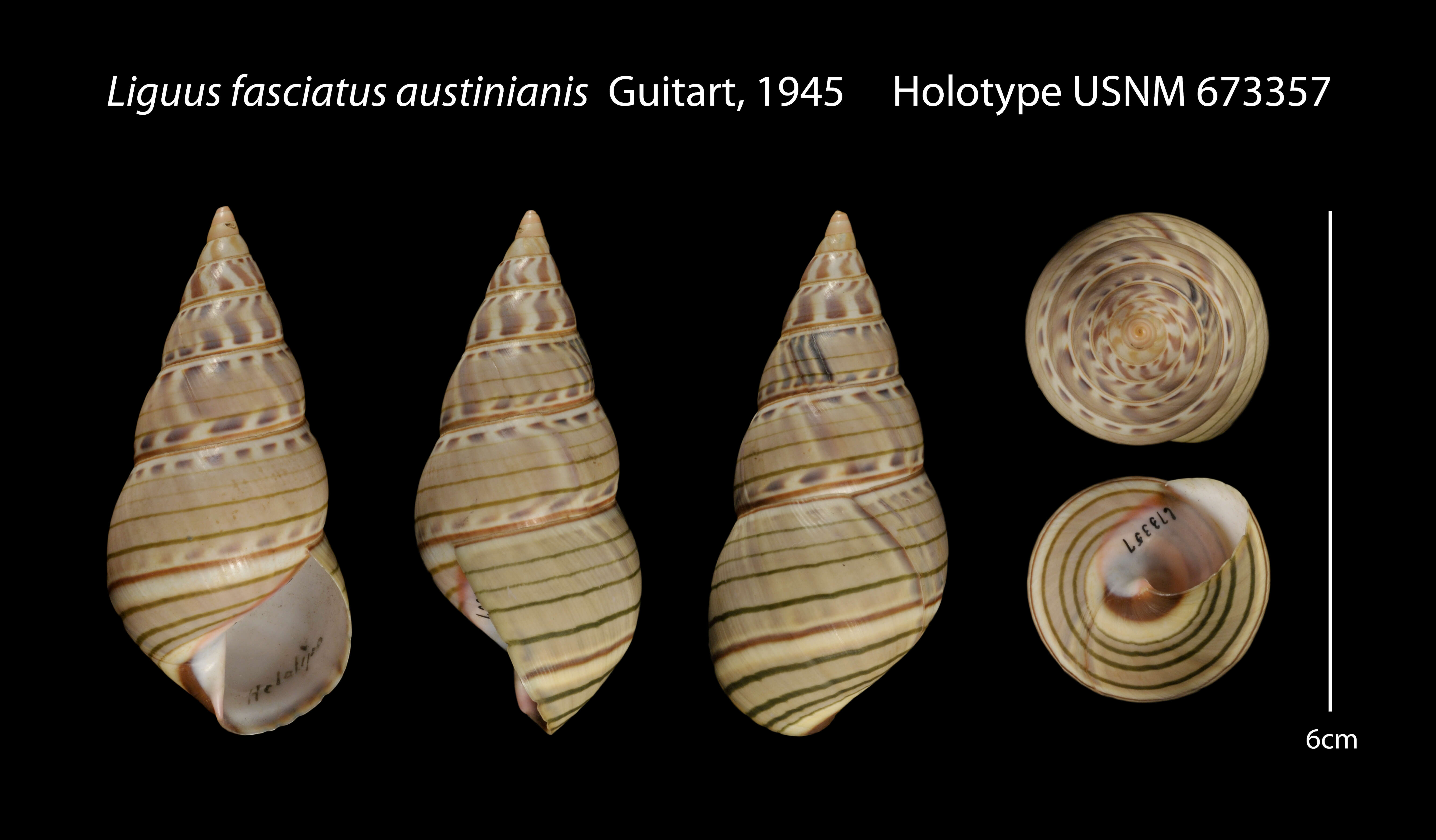 Liguus fasciatus (O. F. Müller 1774) resmi