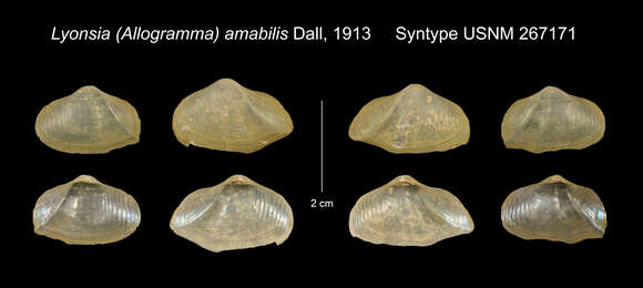 Image of Allogramma Dall 1903