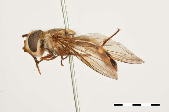 Image of Allograpta decemmaculata (Rondani 1863)