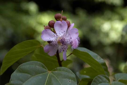 Image of Achiote