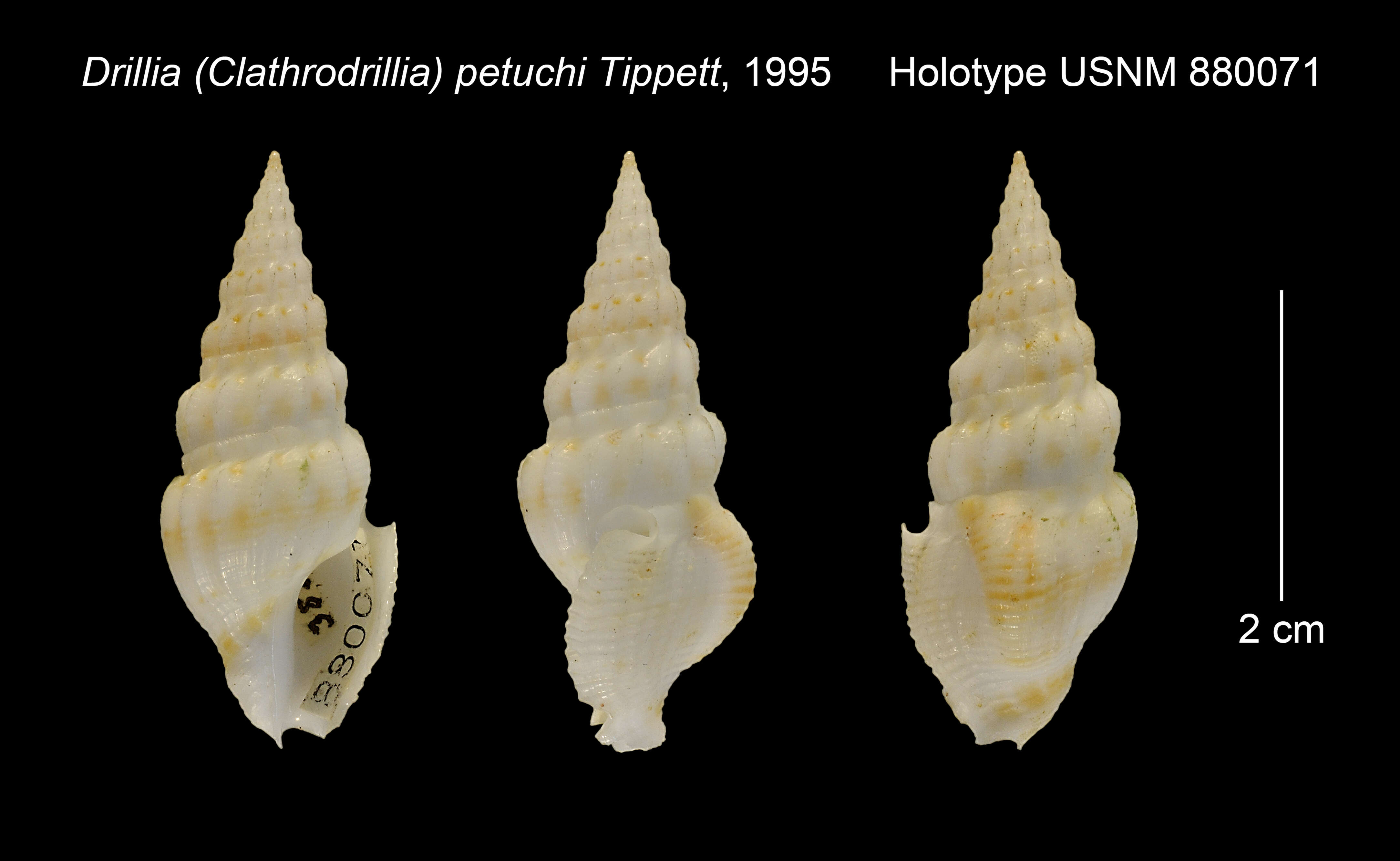 Image of Clathrodrillia petuchi (Tippett 1995)