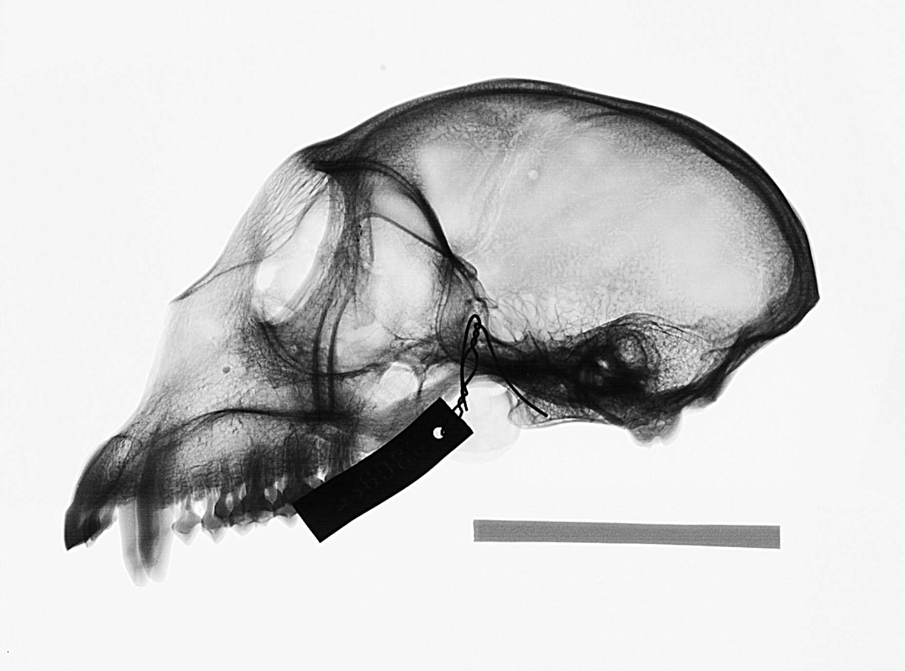 Image of Cercopithecus mitis stuhlmanni Matschie 1893