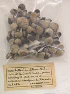 Image of Edible periwinkle