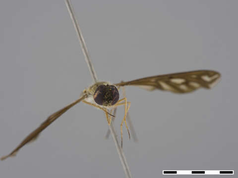 Image of Bombyliidae