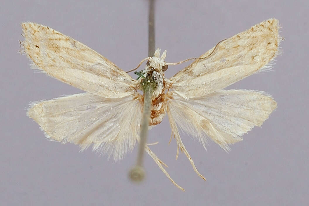 Image of Eucosma pergandeana Fernald 1905