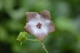 Image of Polystemma guatemalense (Schltr.) W. D. Stevens