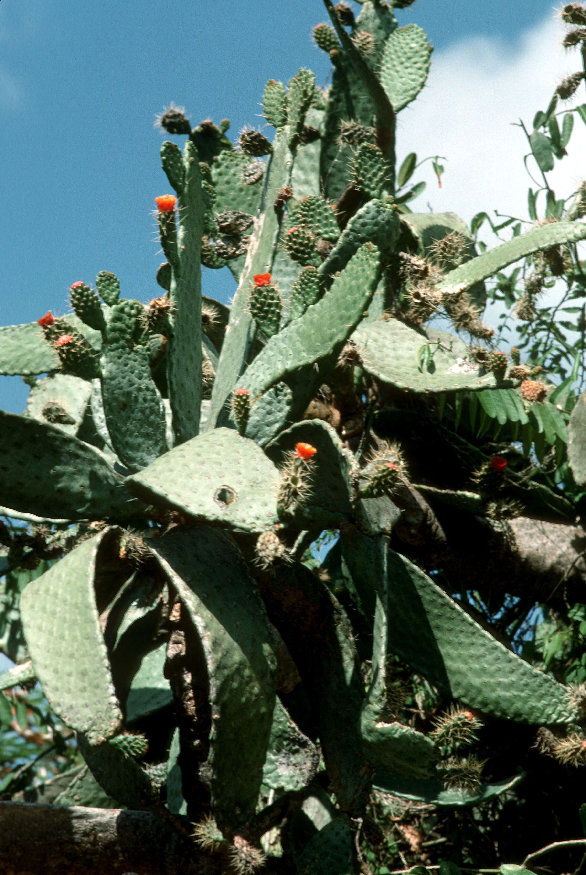 Image of sour pricklypear