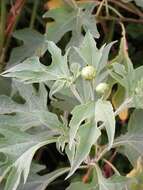 Image de Tournesol mexicain