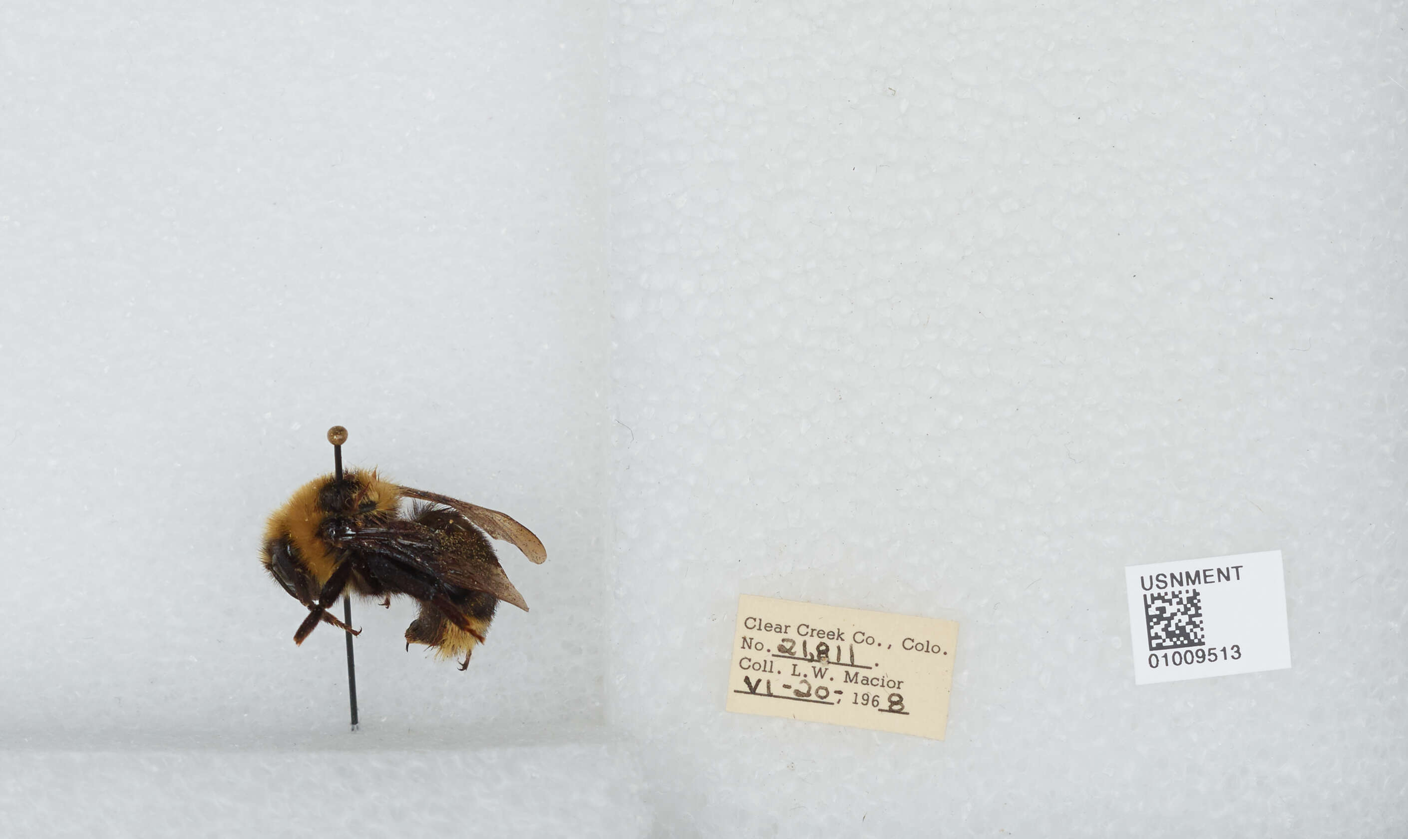 Image de Bombus insularis (Smith 1861)