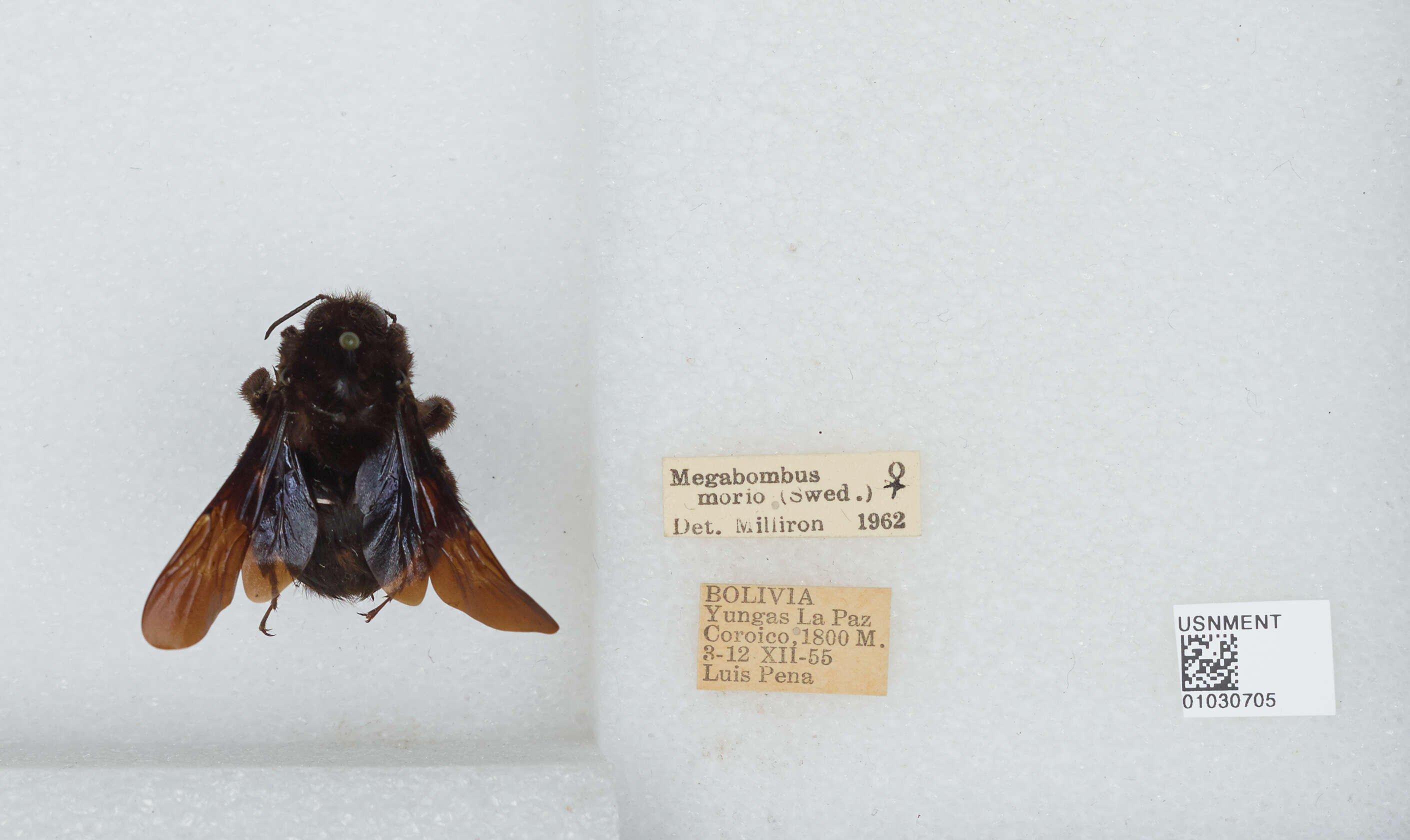 Image of Bombus morio (Swederus 1787)