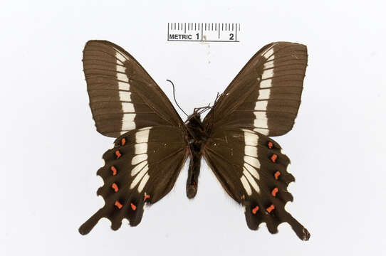 Image of Parides phalaecus (Hewitson 1869)