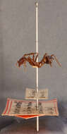 Image of Aphaenogaster cockerelli Andre 1893