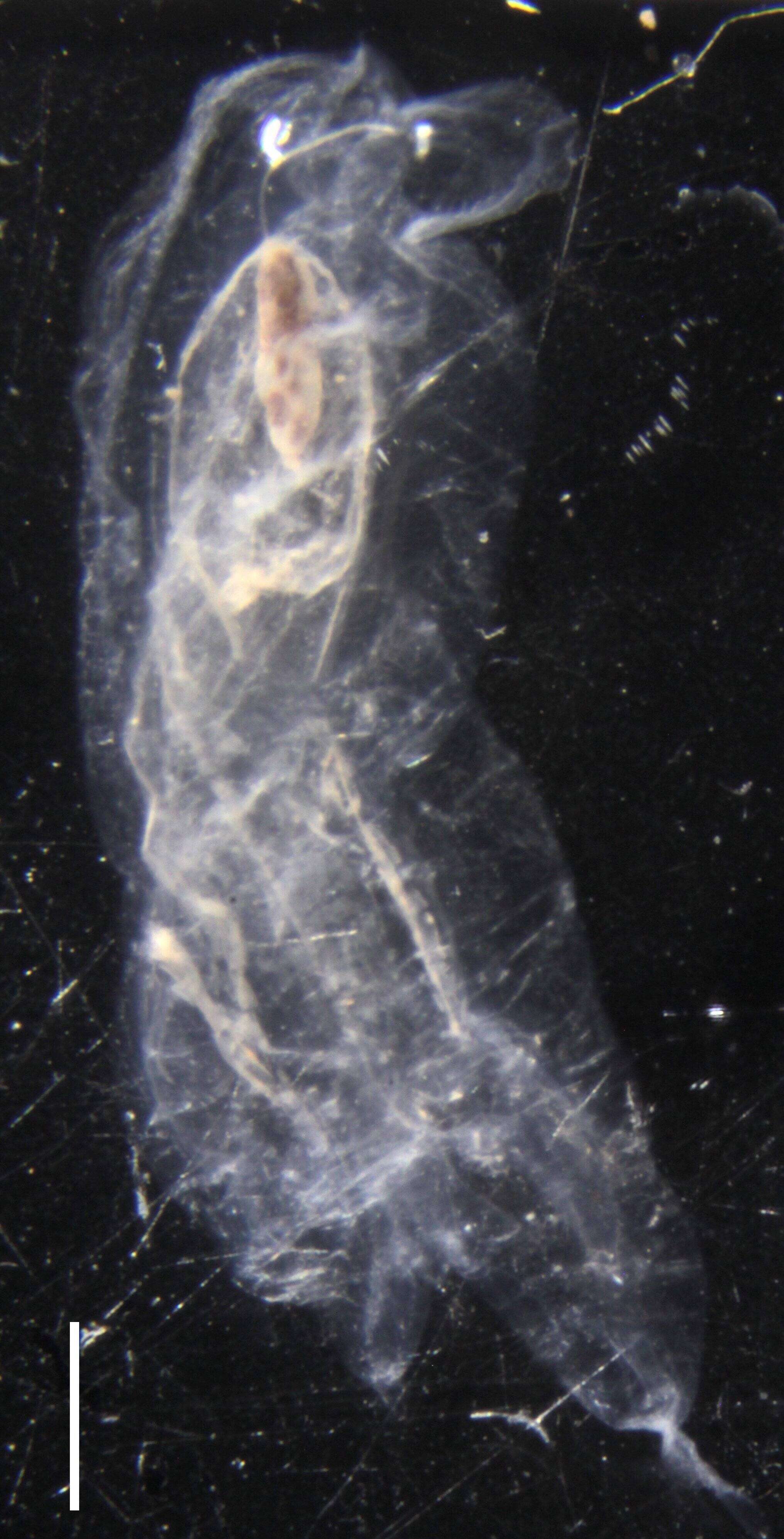 Image of Ceratocymba sagittata (Quoy & Gaimard 1827)