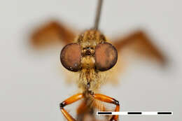 صورة Damalis speciosa Loew 1858