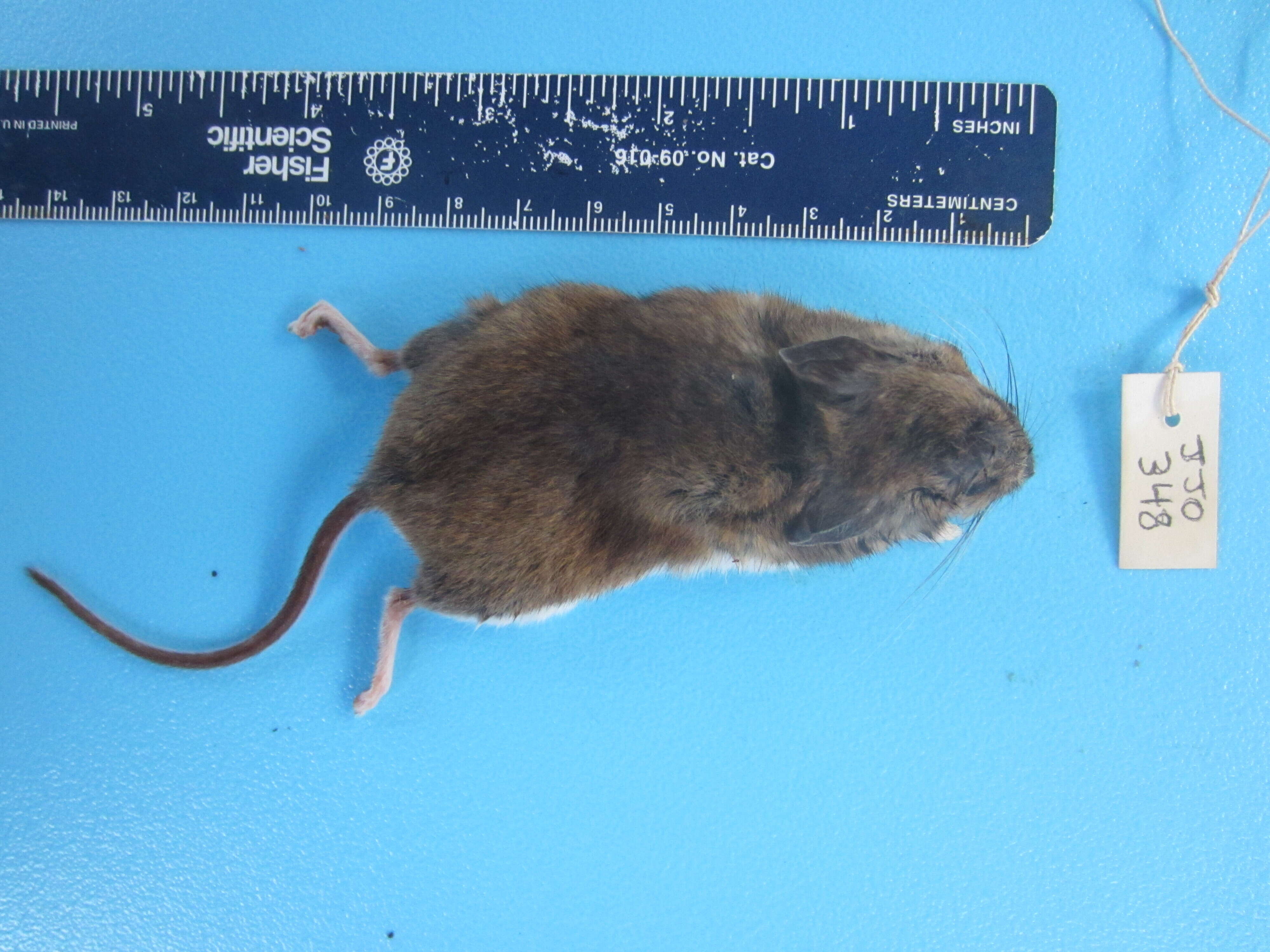 Image of White-footed Deermouse