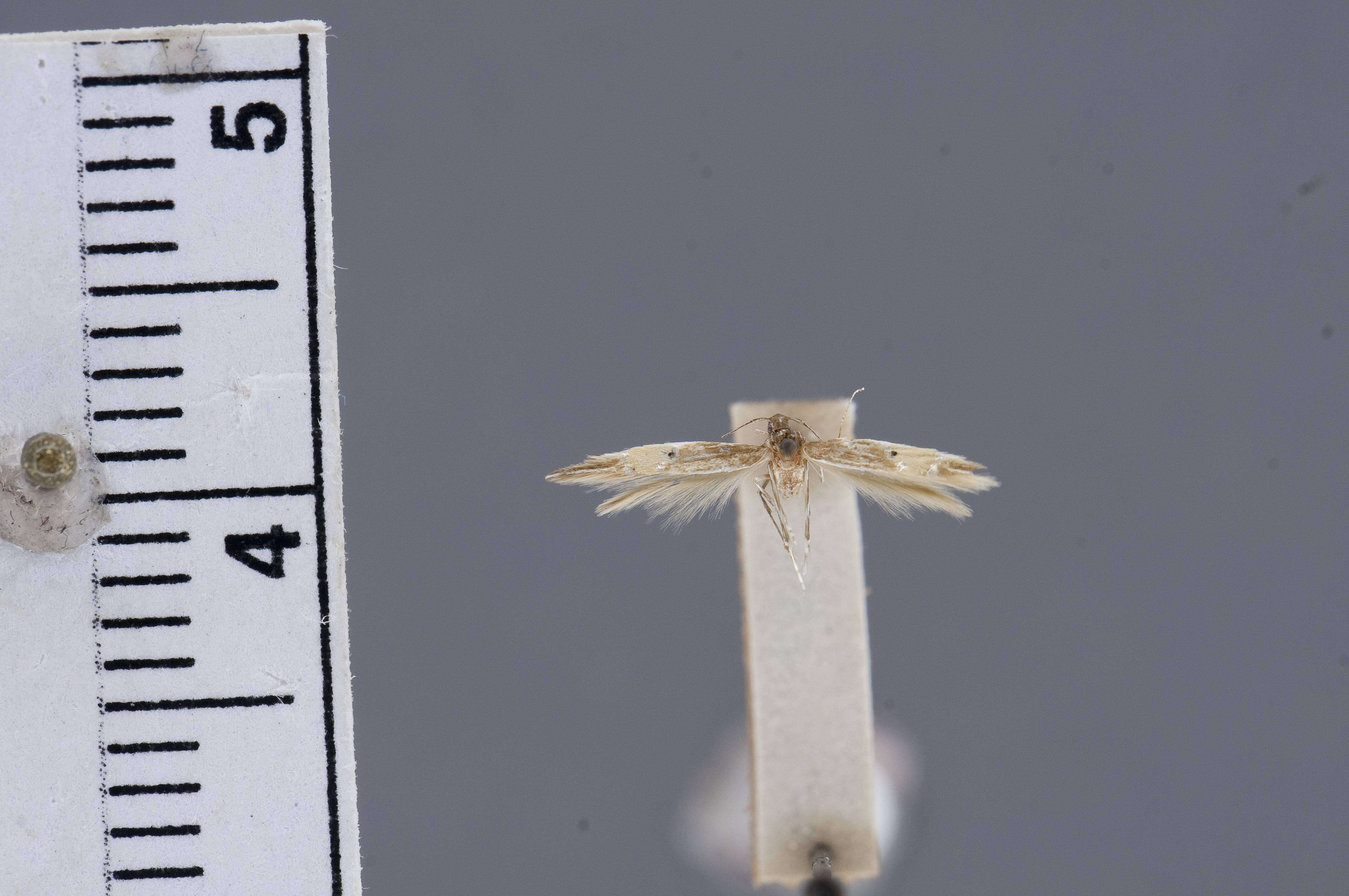 Image of Cosmopterix facunda Hodges 1962