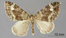 Image of Hammaptera nigrata Dognin 1916