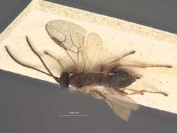 Image of Opius nitidus Goureau 1865