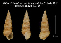 Image of Lirobittium munitum (Carpenter 1864)