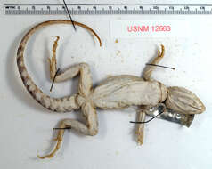 Image of Cope's leopard lizard