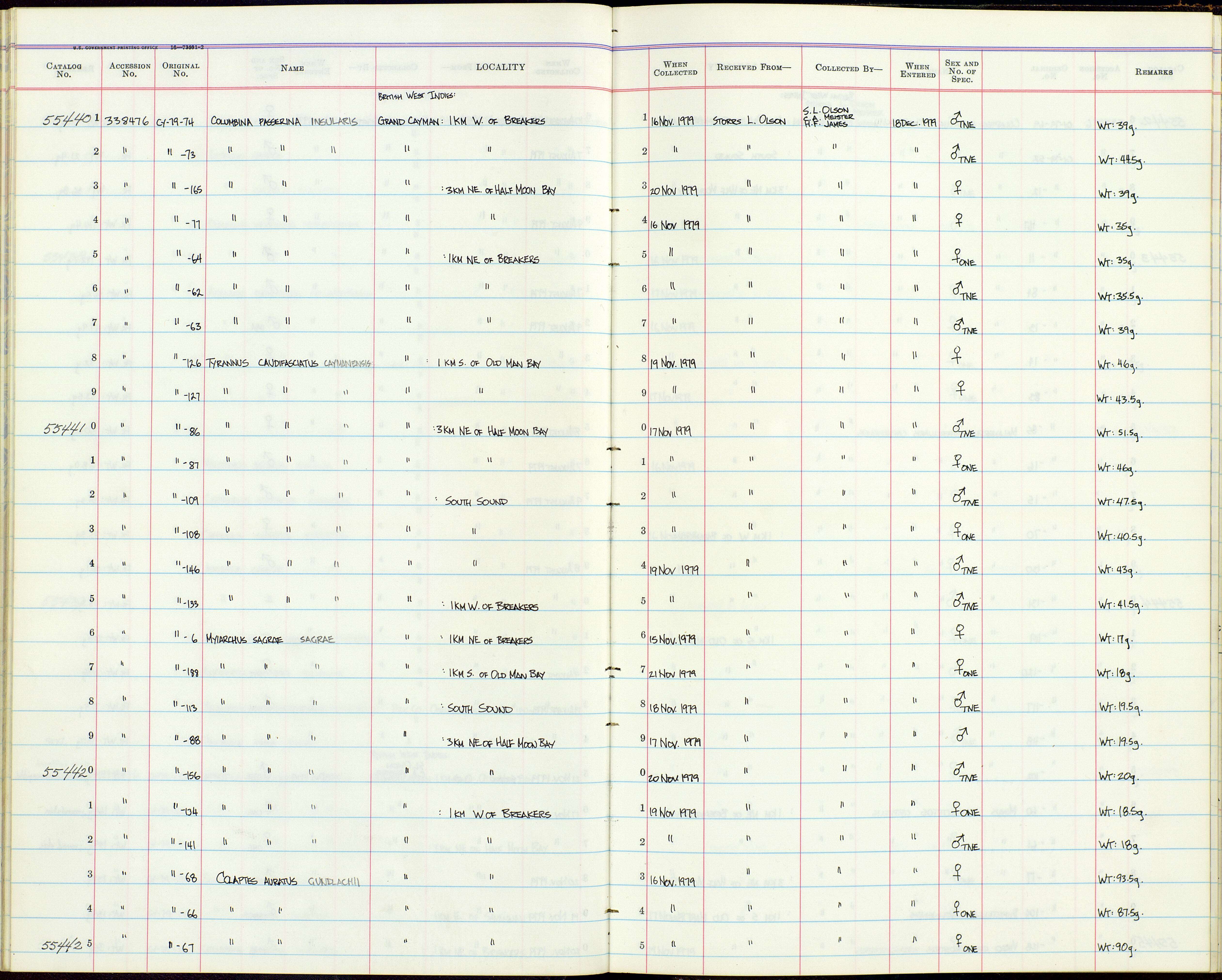 Myiarchus sagrae sagrae (Gundlach 1852)的圖片