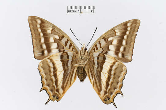 Charaxes alticola Grünberg 1912的圖片